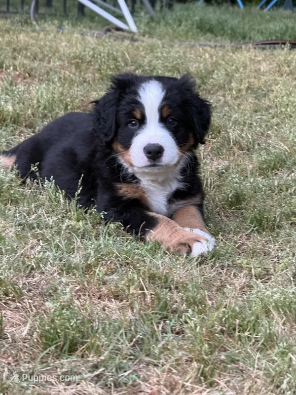 Blue jay blue collar – Bernese Mountain Dog puppy for sale in Seneca, SC