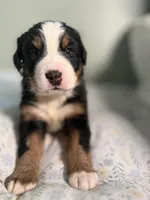Blue jay blue collar, a male Bernese Mountain Dog for sale in Seneca, SC – Photo 1 of 3