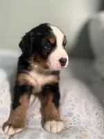 Blue jay blue collar, a male Bernese Mountain Dog for sale in Seneca, SC – Photo 2 of 3