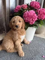 Blue, a male Goldendoodle for sale in Seneca, SC – Photo 3 of 3