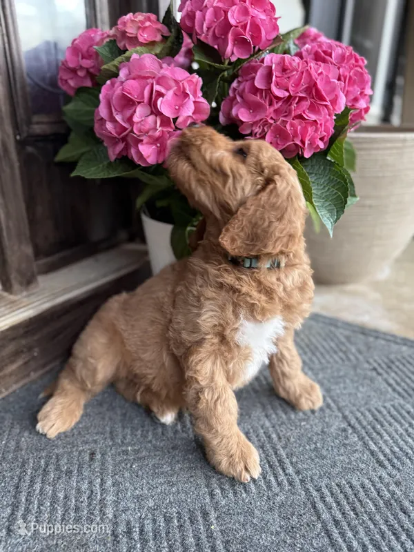 Blue, a male Goldendoodle for sale in Seneca, SC – Photo 1 of 3