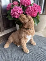 Blue, a male Goldendoodle for sale in Seneca, SC – Photo 1 of 3