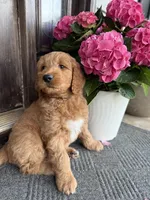 Blue, a male Goldendoodle for sale in Seneca, SC – Photo 2 of 3