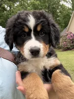 Rain, a female Bernese Mountain Dog for sale in Seneca, SC – 5 of 6