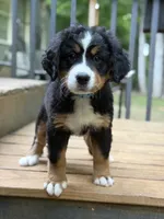 Rain, a female Bernese Mountain Dog for sale in Seneca, SC – 3 of 6