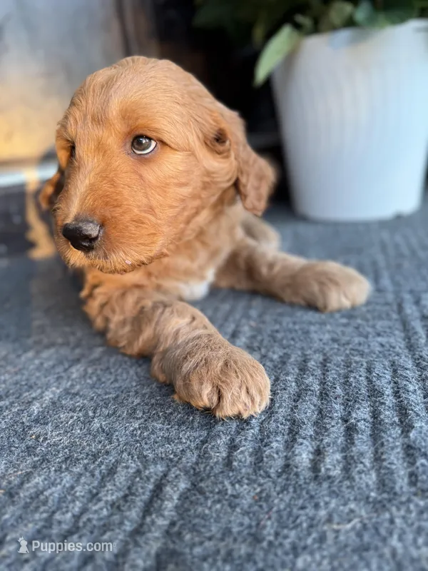 Green, a male Goldendoodle for sale in Seneca, SC – Photo 1 of 4