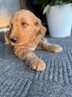 Green, a male Goldendoodle for sale in Seneca, SC – Photo 1 of 4