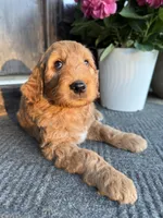 Green, a male Goldendoodle for sale in Seneca, SC – Photo 2 of 4