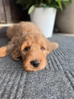 Green, a male Goldendoodle for sale in Seneca, SC – Photo 3 of 4