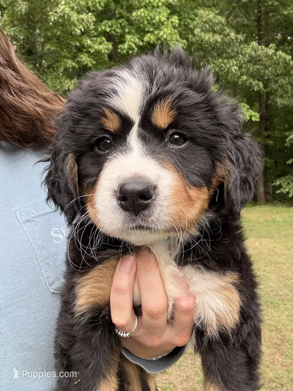 Light blue girl – Bernese Mountain Dog puppy for sale in Seneca, SC