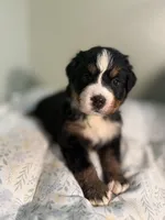 Light blue girl, a female Bernese Mountain Dog for sale in Seneca, SC – Photo 3 of 3