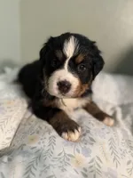 Light blue girl, a female Bernese Mountain Dog for sale in Seneca, SC – Photo 1 of 3