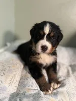 Light blue girl, a female Bernese Mountain Dog for sale in Seneca, SC – Photo 2 of 3