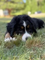 Rain, a female Bernese Mountain Dog for sale in Seneca, SC – 2 of 6