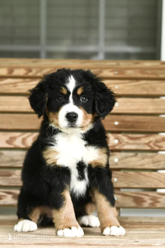 Rain, a female Bernese Mountain Dog for sale in Seneca, SC – 1 of 6