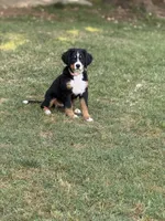 Sunshine, a female Bernese Mountain Dog for sale in Seneca, SC – 6 of 6