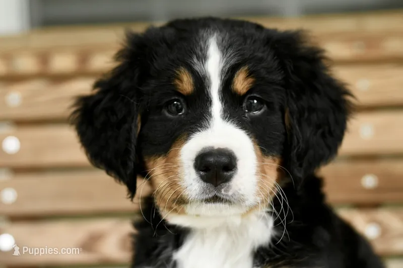 Sunshine – Bernese Mountain Dog puppy for sale in Seneca, SC