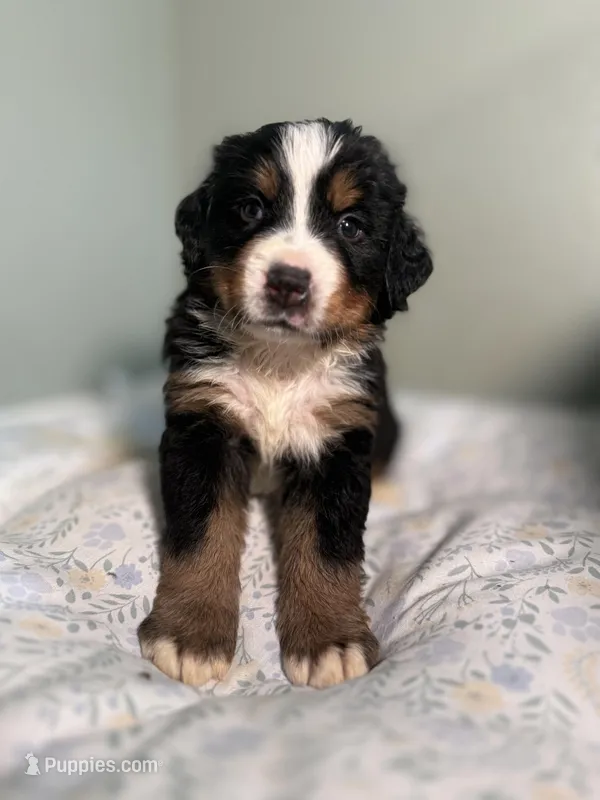 Goose “red boy” – Bernese Mountain Dog puppy for sale in Seneca, SC