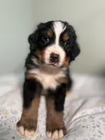 Goose “red boy”, a male Bernese Mountain Dog for sale in Seneca, SC – Photo 2 of 2