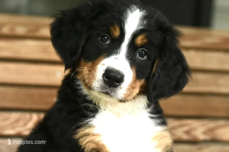 Goose “red boy” – Bernese Mountain Dog puppy for sale in Seneca, SC