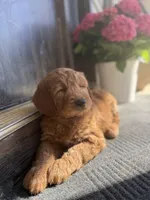 Pink Girl! , a female Goldendoodle for sale in Seneca, SC – Photo 4 of 5