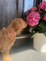 Pink Girl! , a female Goldendoodle for sale in Seneca, SC – Photo 2 of 5