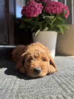 Pink Girl! , a female Goldendoodle for sale in Seneca, SC – Photo 3 of 5