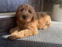 Pink Girl! , a female Goldendoodle for sale in Seneca, SC – Photo 5 of 5
