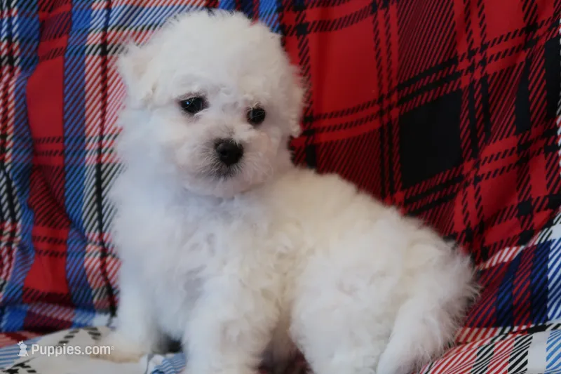 AKC Bichon Frise - Girl 2 – Bichon Frise puppy for sale in Spokane, WA