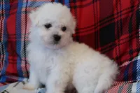 AKC Bichon Frise - Girl 2, a  Bichon Frise for sale in Spokane, WA – 1 of 1
