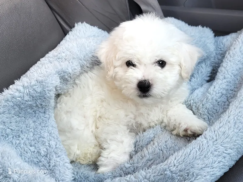 AKC Bichon Frise - Boy 2 – Bichon Frise puppy for sale in Spokane, WA