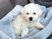 AKC Bichon Frise - Boy 2, a male Bichon Frise for sale in Spokane, WA – 1 of 1