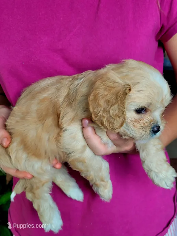 AKC Cavalier - Boy 1