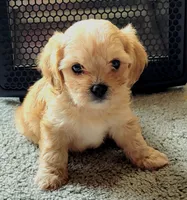 processed/c47db095-15f2-4536-af4f-609f660dfebf/listing/d25c0626-d64e-4f68-898a-43526b169656/ad2932bd-c307-4398-aafa-17f5e146610b