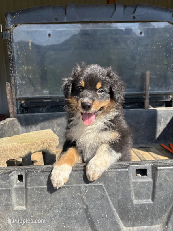 Chase – Australian Shepherd puppy for sale in Amesville, OH