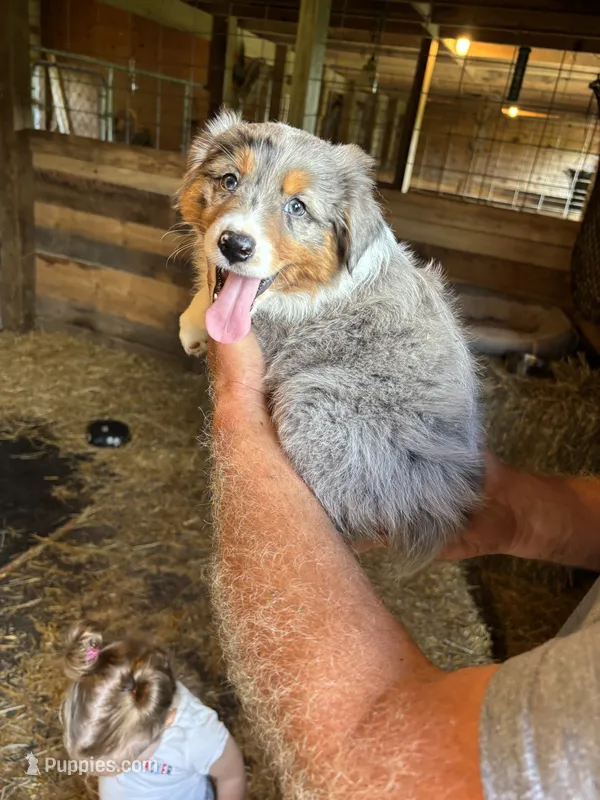 Misty – Australian Shepherd puppy for sale in Amesville, OH