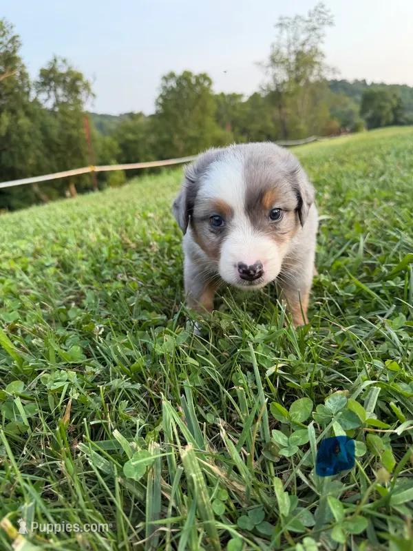 Bud – Australian Shepherd puppy for sale in Amesville, OH