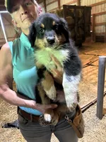 Chase, a male Australian Shepherd for sale in Amesville, OH – 4 of 9