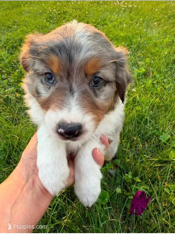 Misty – Australian Shepherd puppy for sale in Amesville, OH