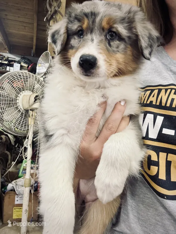 Misty – Australian Shepherd puppy for sale in Amesville, OH