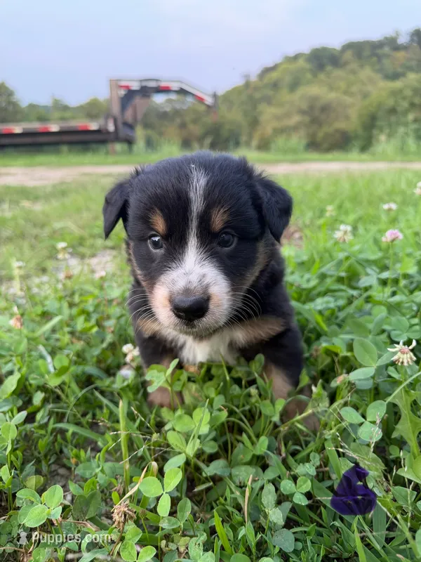 Eddy – Australian Shepherd puppy for sale in Amesville, OH