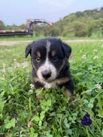 Eddy, a male Australian Shepherd for sale in Amesville, OH – 1 of 1