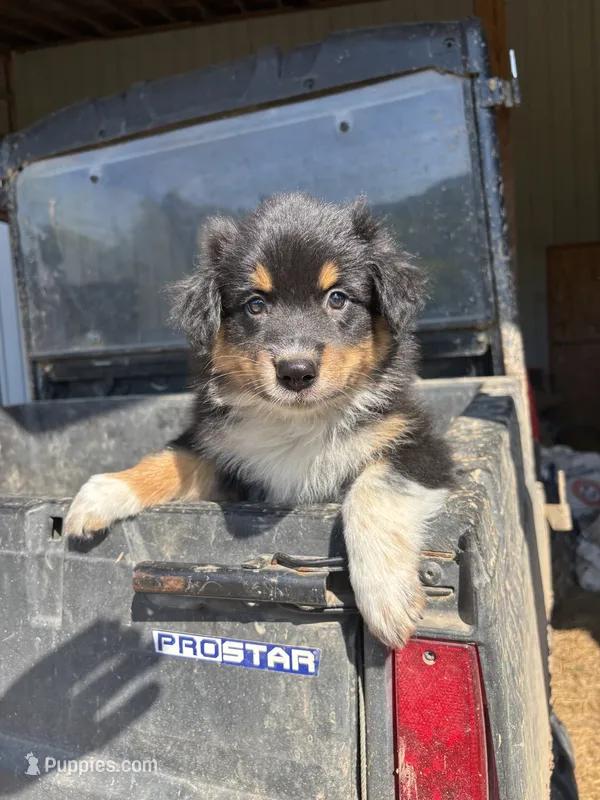 Chase – Australian Shepherd puppy for sale in Amesville, OH