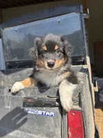 Chase, a male Australian Shepherd for sale in Amesville, OH – 2 of 9