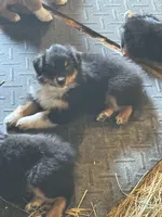 Chase, a male Australian Shepherd for sale in Amesville, OH – 5 of 9