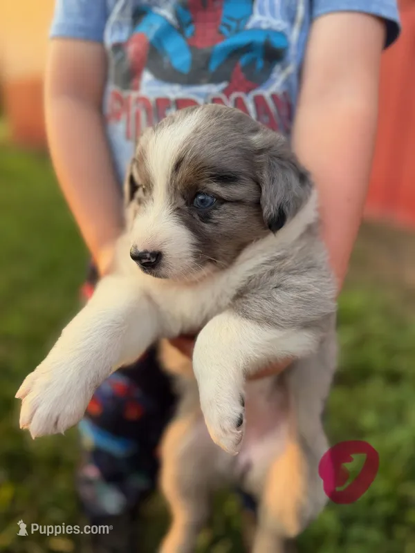 Holly – Australian Shepherd puppy for sale in Amesville, OH