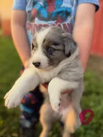 Holly, a female Australian Shepherd for sale in Amesville, OH – 1 of 1