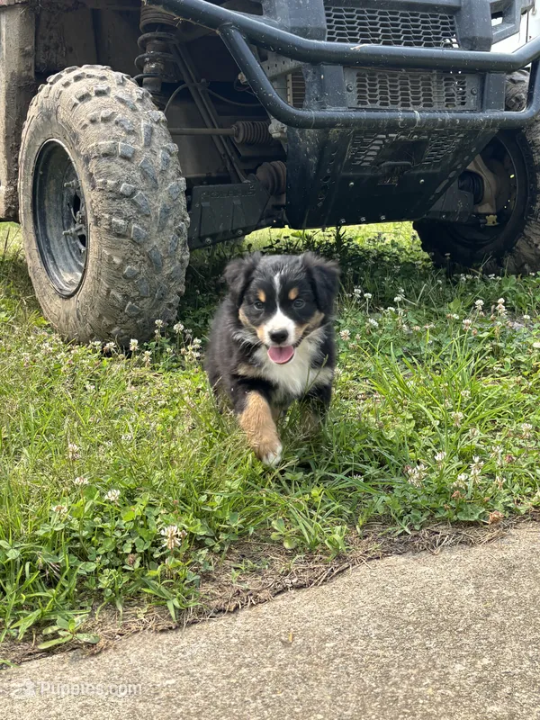 Eddy – Australian Shepherd puppy for sale in Amesville, OH