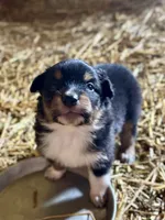 Chase, a male Australian Shepherd for sale in Amesville, OH – 7 of 9