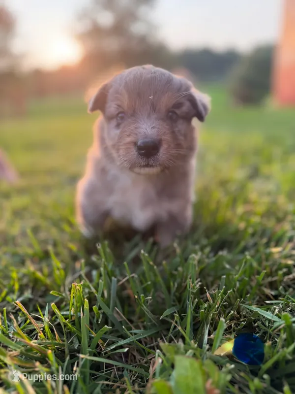 Sam – Australian Shepherd puppy for sale in Amesville, OH